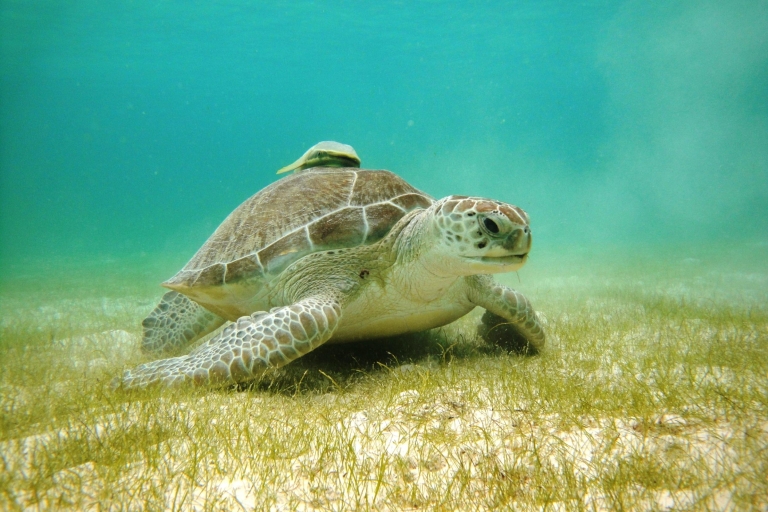 Zatoka Akumal: Cenoty i nurkowanie z żółwiamiOdbiór z Riviera Maya, Playa del Carmen i Puerto Morelos