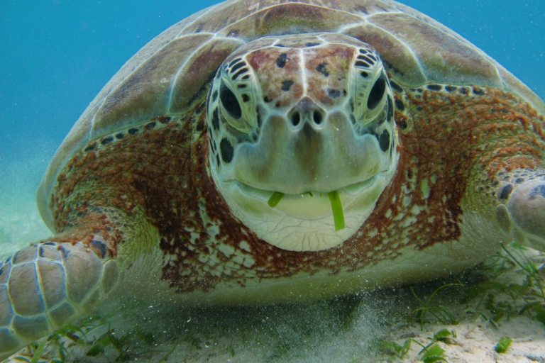 Baai van Akumal: Cenoten en snorkelen met schildpaddenOphalen van Riviera Maya, Playa del Carmen en Puerto Morelos