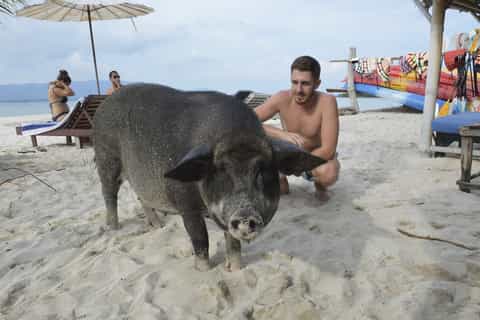 Koh Samui: Snorkel and Pig Island Longtail Boat Tour