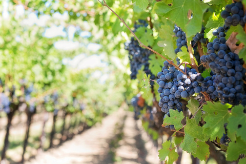 Depuis Le Cap : visite des vignobles avec dégustationExcursion de groupe