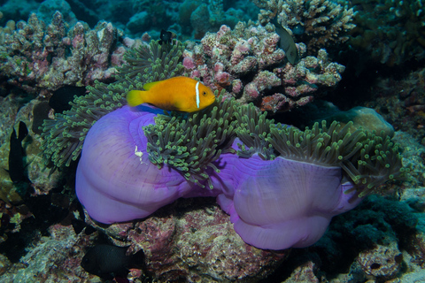 From Phi Phi: Private Full-Day Speed Boat CharterFull-Day Tour from Laem Tong Pier