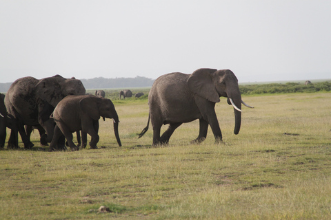 Amboseli National Park: Guided Full Day Tour