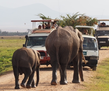 Amboseli National Park: Guided Full Day Tour