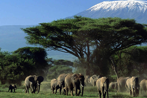 Amboseli nationalpark: Guidad heldagsturSafari i Amboselis nationalpark med avgifter, lunch och besök hos masajerna