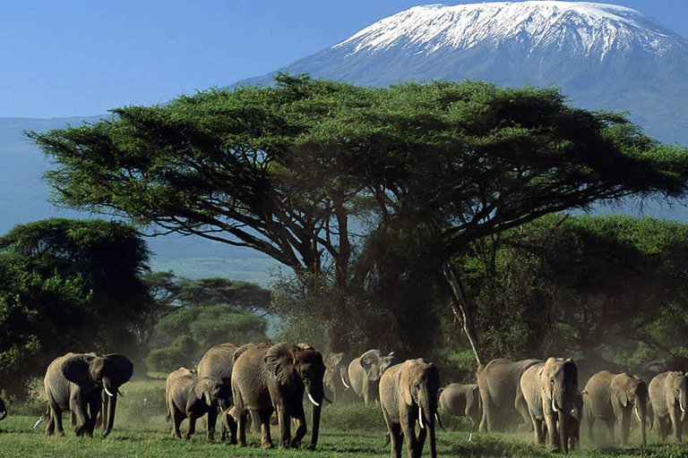 Amboseli nationalpark: Guidad heldagsturSafari i Amboselis nationalpark med avgifter, lunch och besök hos masajerna