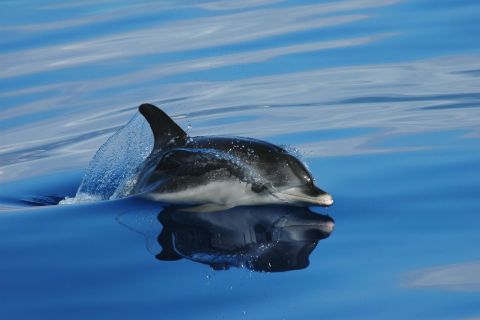 Funchal: Whale and Dolphin Watching Speed Boat Tour