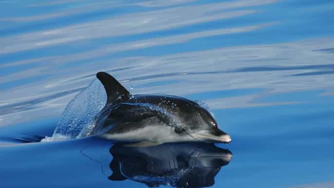 funchal tour in motoscafo con avvistamento di balene e delfini