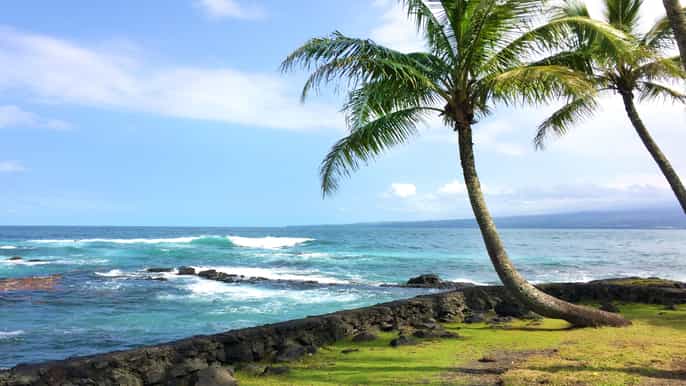 hilo dolphin adventure and tropical reef snorkel boat tour