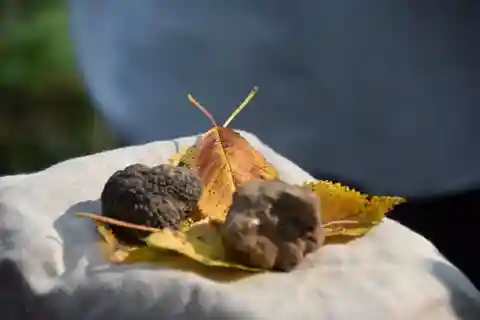 Da Torino: Mezza giornata di caccia al tartufo e pranzo in Piemonte