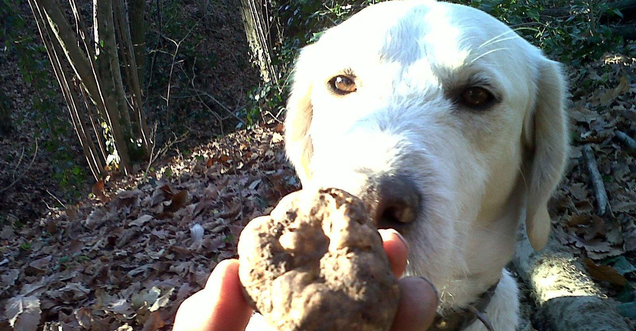 From Turin, Half-Day Truffle Hunting and Lunch in Piedmont - Housity