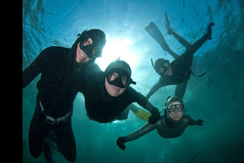 Ciudad del Cabo: Seal Snorkeling en Duiker Island, Hout Bay