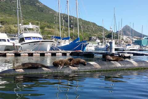 Cape Town: Seal Snorkeling at Duiker Island, Hout Bay