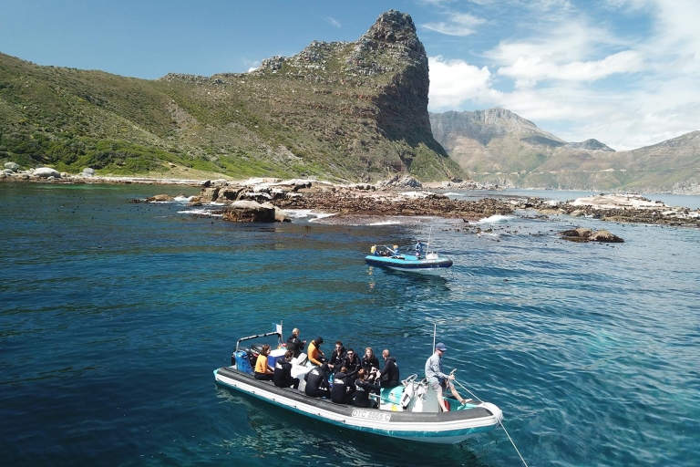 Cape Town: Phoque Snorkeling à l'île Duiker, Hout Bay