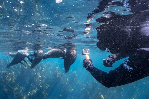 Kapstadt: Schnorcheltour mit Seebären auf Duiker Island