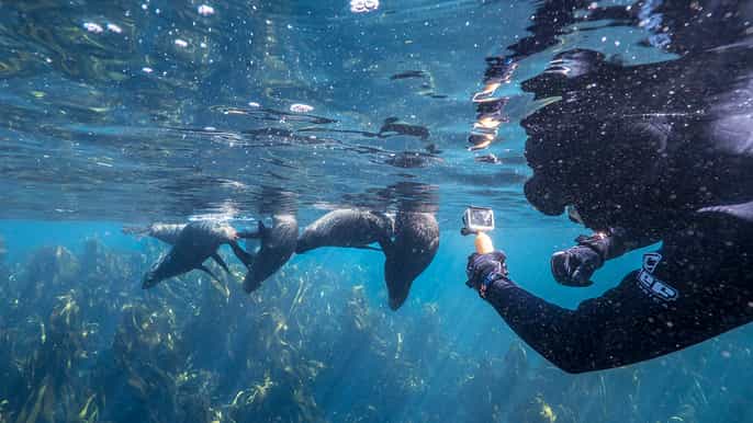 cape town seal snorkeling at duiker island hout bay