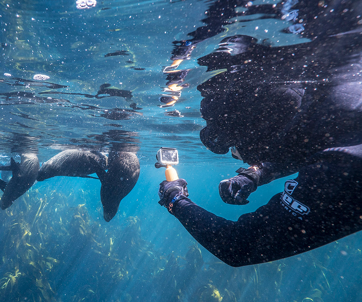 Kapstadt: Schnorcheltour mit Seebären auf Duiker Island