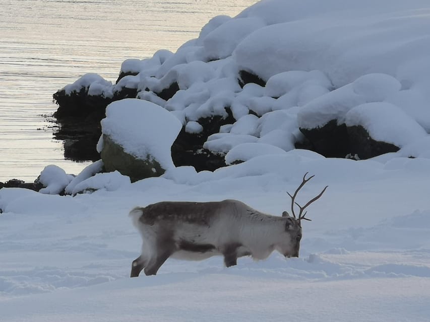 From Tromsø Small Group Arctic Fjord Tour Getyourguide