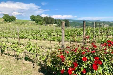 from florence chianti hills wineries tour with tasting