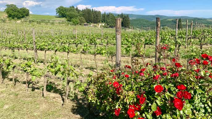 from florence chianti hills wineries tour with tasting