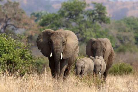 Fly from Zanzibar: 2-Day Nyerere National Park Safari