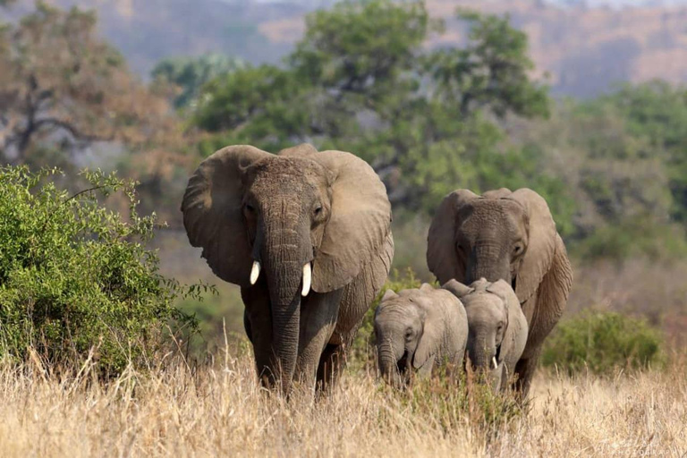 Fly from Zanzibar: 2-Day Nyerere National Park Safari