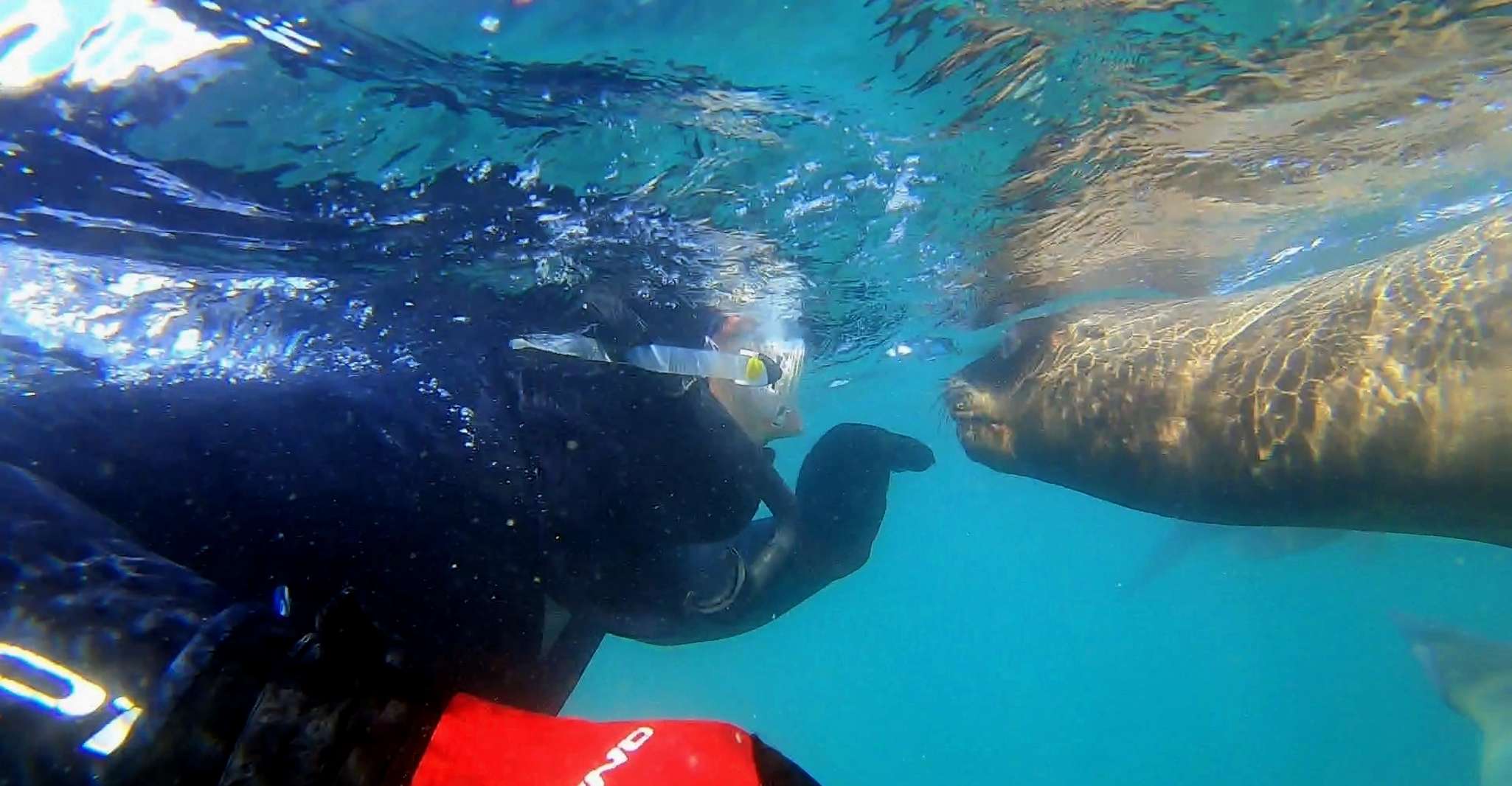 Puerto Madryn, viaje de snorkeling de 3 horas con leones marinos - Hizvo