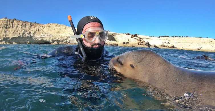 Puerto Madryn 3 Hour Snorkeling Trip with Sea Lions GetYourGuide