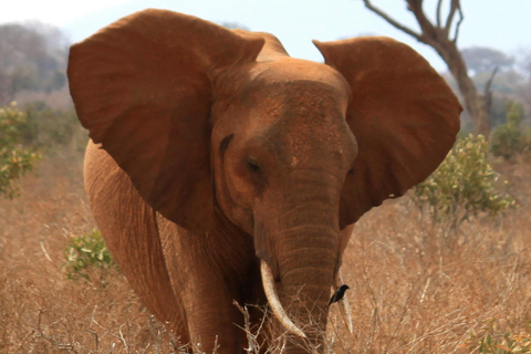 5 giorni di safari ad Amboseli, Tsavo Ovest e Est da Nairobi