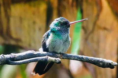 Manuel Antonio: Tour della fauna e della spiaggia nel Parco NazionaleTour privato (l&#039;ingresso al parco non è incluso)