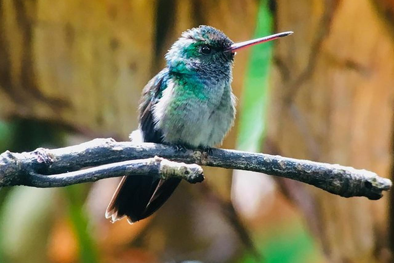 Manuel Antonio: Wildlife and Beach Tour in National Park Group Tour (Park entry NOT included)