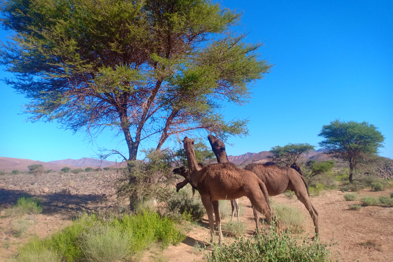 Desde Marrakech: tour de 3 días por el desierto a Merzouga