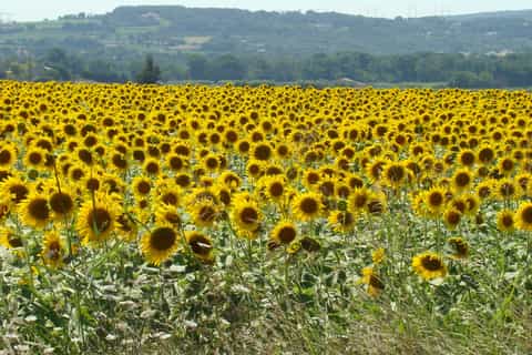 Bordeaux to Dordogne: Castles & Villages Private Tour