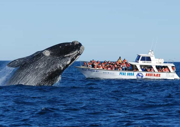 Puerto Madryn: Península Valdés com Observação de Baleias Opcional |  GetYourGuide