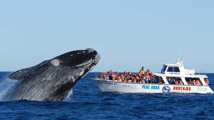 puerto madryn península valdés com observação opcional de baleias