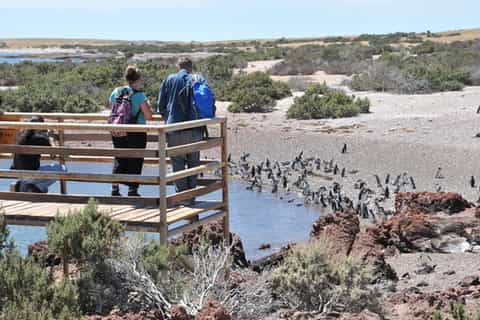 Puerto Madryn: Punta Tombo Penguin Reserve