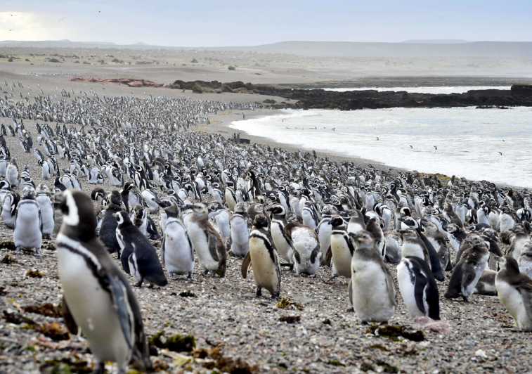 puerto madryn penguin tours