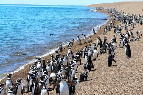 from puerto madryn wildlife tour with whale watching option