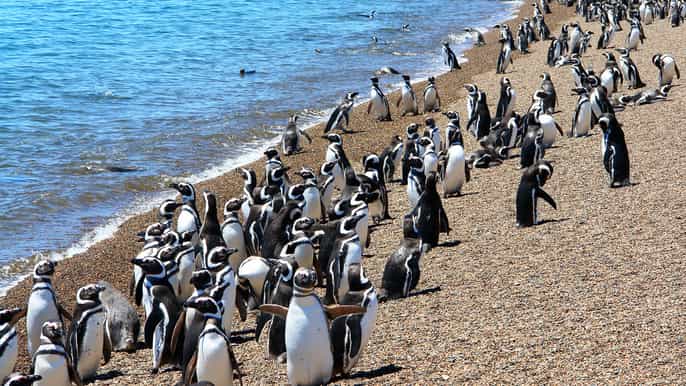 from puerto madryn wildlife tour with whale watching option