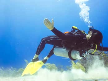 Cozumel: One Tank Scuba Dive and Full Chankanaab Park Access
