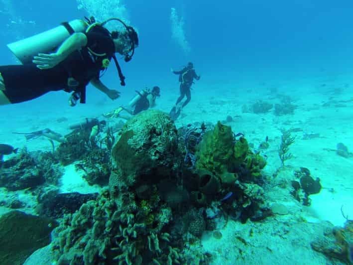 Cozumel: mergulho autônomo com um tanque e acesso total ao parque  Chankanaab | GetYourGuide