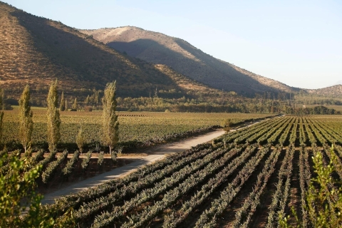 Santiago: Półdniowa wycieczka po winnicy Santa Rita