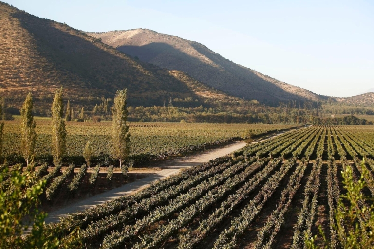 Santiago : Visite d'une demi-journée du vignoble de Santa RitaVisite de sélection en petit groupe