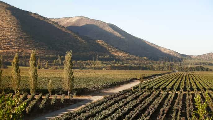 santiago half–day santa rita vineyard tour