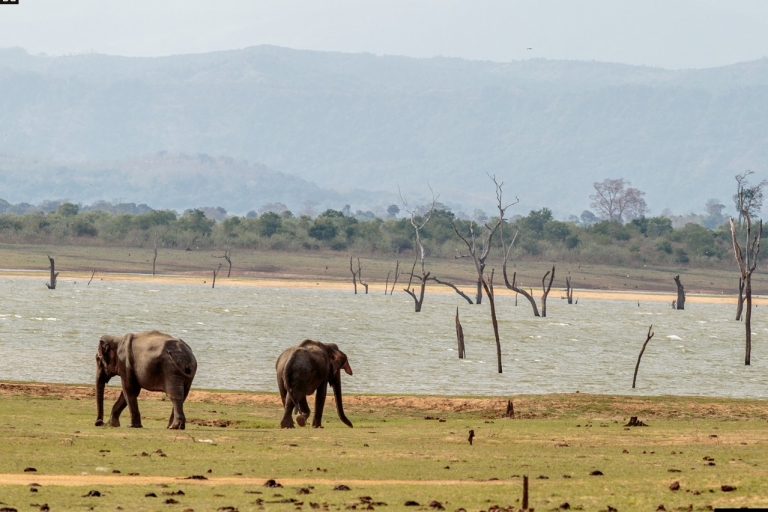Udawalawe National Park Private GanztagessafariStandard Option