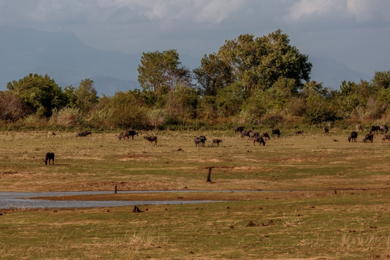 Udawalawe National Park Private GanztagessafariStandard Option