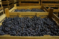 Verona, Amarone Wine Tour with Gourmet Lunch in Roman Villa - Housity