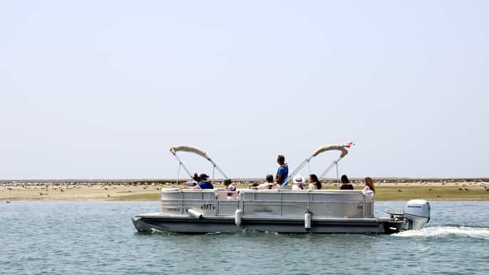 from faro 2hour guided bird watching boat trip