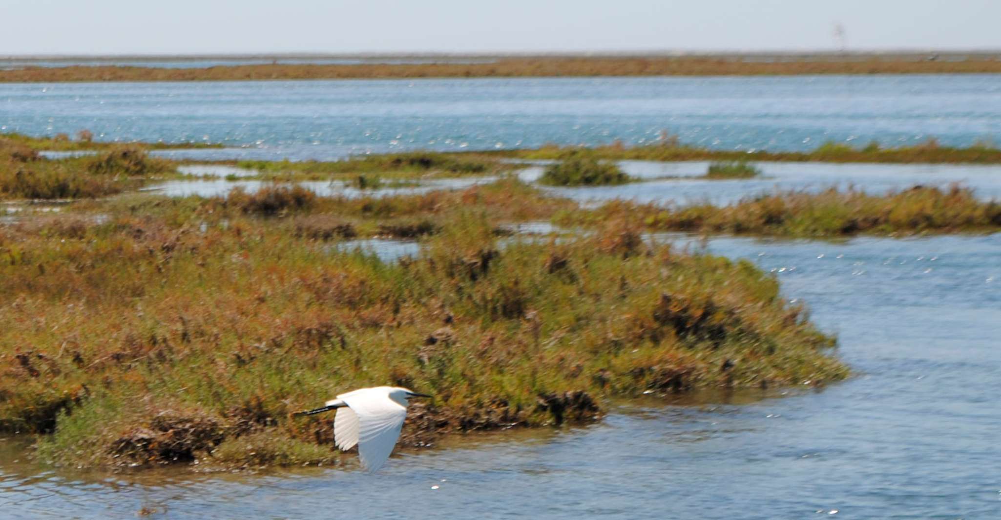 From Faro, Ria Formosa Lagoon Boat Tour with Local Guide - Housity