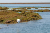 Van Faro, Ria Formosa Lagoon Boat Tour met lokale gids - Housity