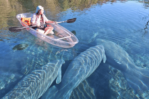 Silver Springs: Lamantini e scimmie Clear Kayak Tour Guidato